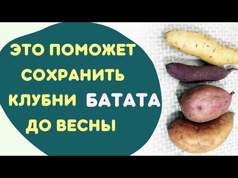 Видео: Как хранить батат зимой и сохранить клубни до весны. Батат, выращивание.