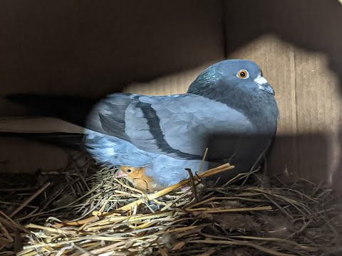 Видео: Love and pigeons_Любовь и голуби