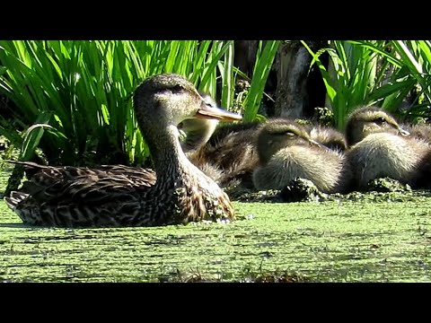 Видео: Утиная "ЯЖМАТЬ"  Кряква с утятами