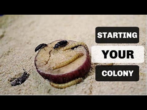 Видео: Уход и разведение мучных червей