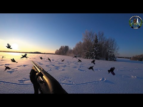Видео: Так должен поступать каждый охотник!!! Охота на тетерева на лунках 2023.
