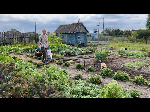 Видео: ОДИН ДЕНЬ ГОД КОРМИТ/ВЫКОПАЛИ КАРТОШКУ/ СОБРАЛИ ЗЕЛЕНЫЕ ПОМИДОРЫ/ У НАС ПРИБАВЛЕНИЕ К СЧАСТЬЮ
