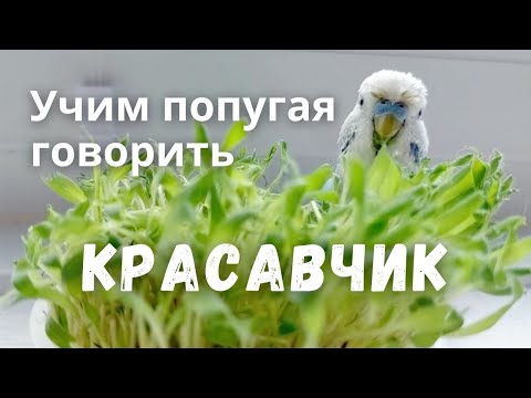Видео: Учим попугая говорить Красавчик
