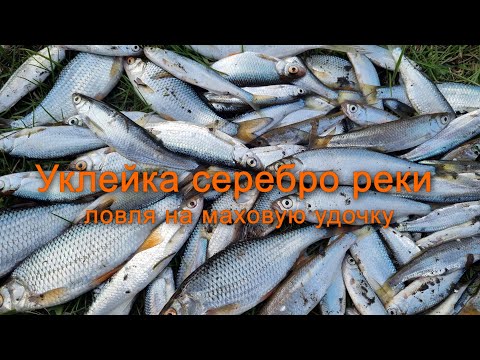 Видео: Уклейка серебро реки, ловля на маховую удочку