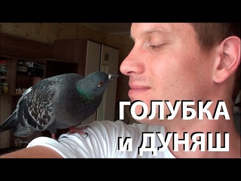 Видео: Нежная Голубка и неверный Дуняш