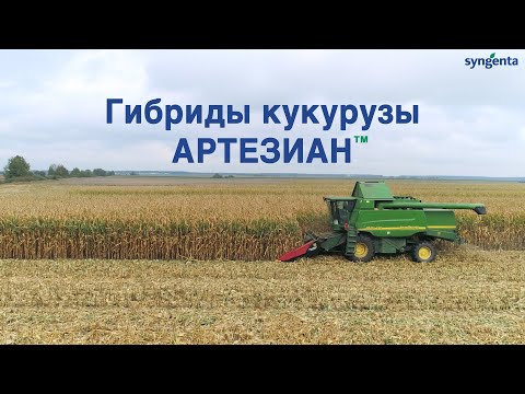 Видео: Как не потерять урожай кукурузы в засушливых условиях? Гибриды Сингента Артезиан™