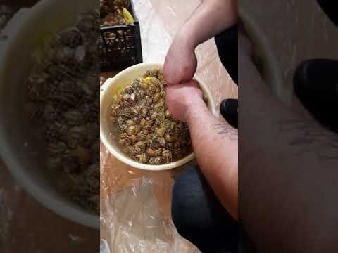 Видео: Запуск маточника. Улитка Мюллер. Сезон 2025г. #улиткамюллер #улиточнаяферма #улитка #маточник