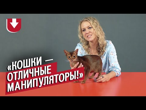 Видео: Заводчики кошек (КОНКУРС ВНУТРИ) | Неудобные вопросы