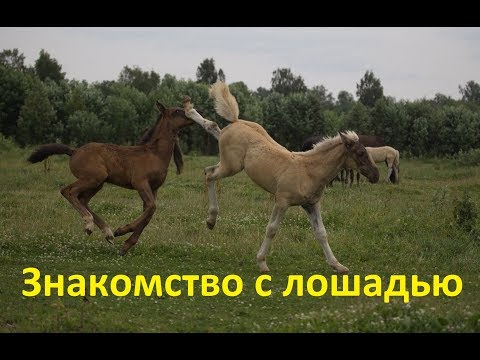 Видео: Как правильно познакомиться с лошадью? А надо ли...?