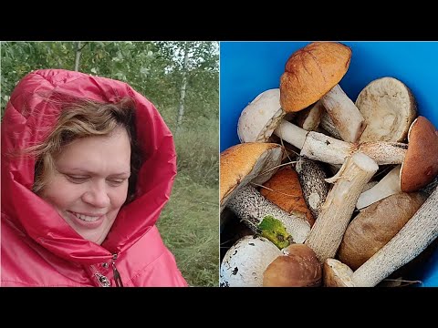 Видео: За грибами/ Перебираем чистим/ Картошка с грибами/ Общение/