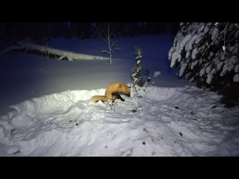 Видео: ОХОТА НА СОБОЛЯ Серия № 15 Попалась воровка крестовка