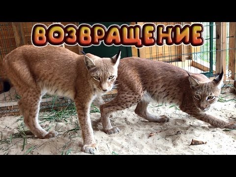 Видео: РЫСИ ВЕРНУЛИСЬ!