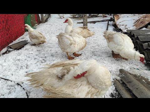 Видео: МУСКУСНЫЕ УТКИ БОЛЬШЕ ЧЕМ ГУСИ! ЧТО ЭТО ЗА УТКИ, И ПОЧЕМУ ОНИ ТАКИЕ!? СОДЕРЖАНИЕ МУСКУСОВ ЗИМОЙ