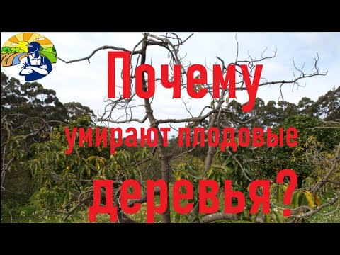 Видео: Почему умирают плодовые деревья. Часть 1.