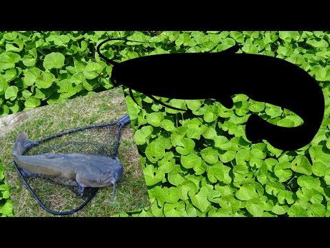 Видео: Супер уловистые монтажи для ловли сома