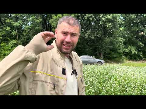 Видео: Гречиха, когда выделяет нектар, время посищение пчел медозбора