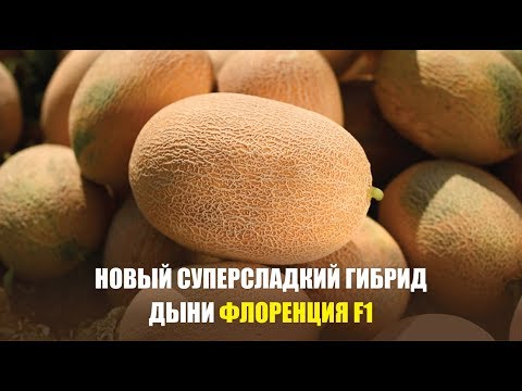 Видео: Новый суперсладкий гибрид дыни Флоренция F1