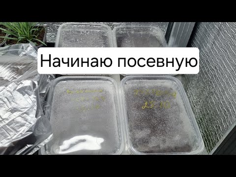 Видео: А вы готовы? 😀  Сею овощи, бегонию и эустому🌱🪴