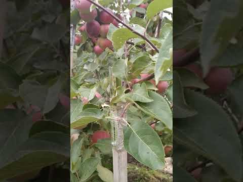 Видео: яблоня белорусское сладкое