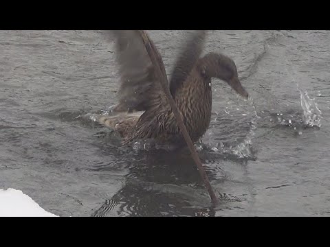 Видео: Охота с подсадной уткой. Вызаривание и подготовка уток к охоте. Советы заводчика подсадных уток.