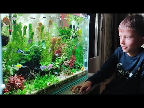 Видео: Акварелакс 115 литров. 3 месяца с запуска.