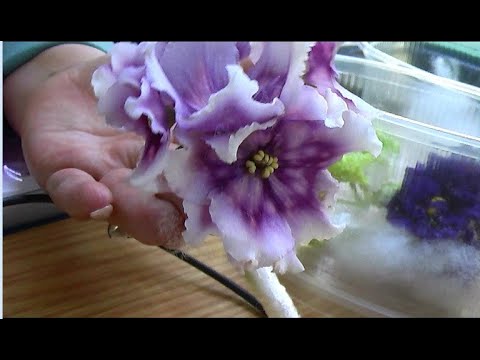 Видео: ДФ. М.Тотиева. Сенполии селекции МТ-