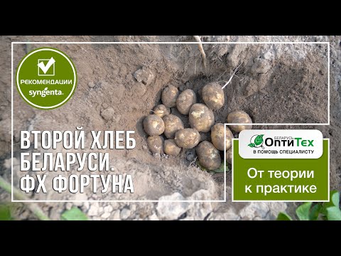 Видео: Мониторинг картофельных полей ФХ Фортуна. Второй хлеб Беларуси.