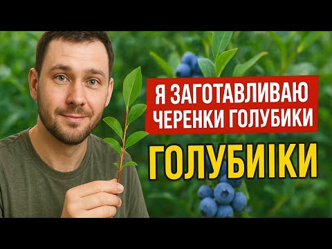 Видео: Как я сохраняю черенки голубики 