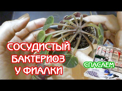 Видео: Сосудистый бактериоз | Спасаем фиалку | Советы по уходу за фиалками #11 | Мои фиалки