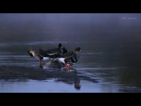 Видео: Май на Кологривской земле