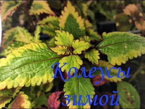 Видео: Колеусы на холодном подоконнике, что сделала я.