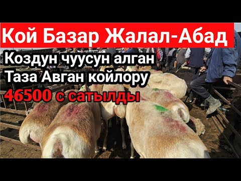 Видео: Кой Базар Жалал-Абад Манас 