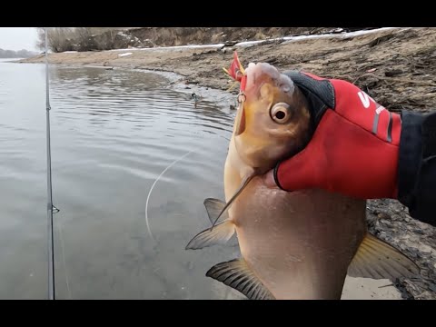 Видео: Разловил НОВУЮ ПРИМАНКУ! 12 часов на реке, ДЖИГ и ловля судака на ВОБЛЕРЫ! Москва-река зима 2025