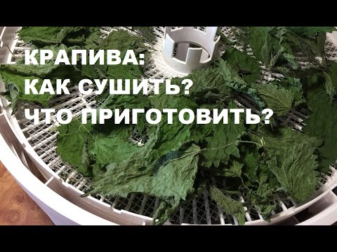 Видео: Сушка КРАПИВЫ на зиму. Что приготовить из сушёной крапивы? Вкуснейший соус из крапивы.