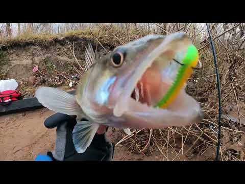 Видео: Рыбалка на Канонерском острове.Судаки не давали скучать!#рыбалка #fishing2024 #стритфишинг