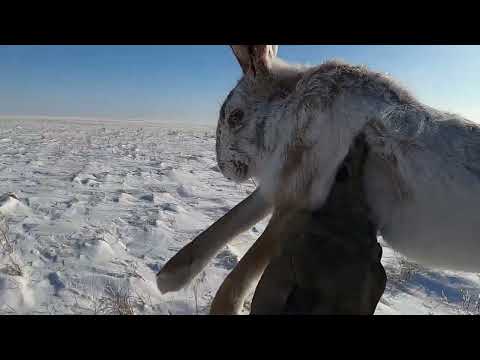 Видео: СТОЛЬКО ЗАЙЦЕВ Я ЕЩЕ НЕ ВИДЕЛ. ПОДНЯЛ СРАЗУ ДВОИХ. Охота на зайца 2025.