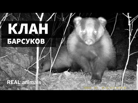 Видео: Барсуки. КЛАН и барсучьи отношения. Часть 2 / REAL animals