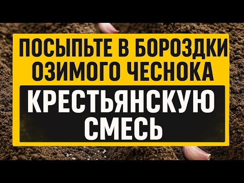 Видео: Как вырастить крупный озимый чеснок без химии: крестьянский способ, который работает на 100%