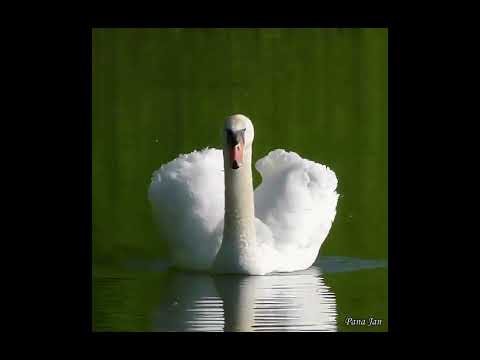 Видео: "Дикие лебеди"