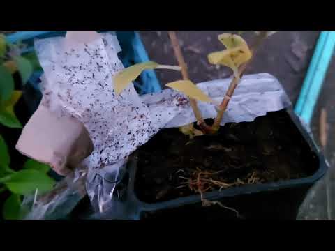 Видео: Как я лоханулась🤦‍♀️  распаковка посылки . Мошенники из  Верхняя Гора ,,Гортензии оптом,,