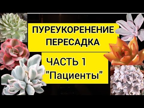 Видео: Пересадка. Переукоренение. Часть 1. "Пациенты"