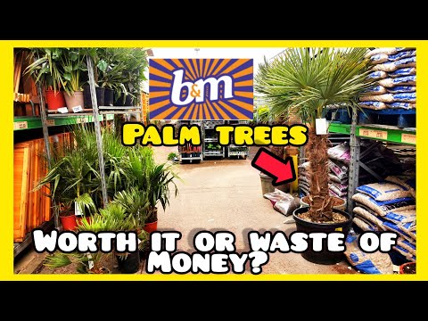 Видео: ДЕШЕВЫЕ пальмы B&M спустя год🌴 Стоят того? Или деньги на ветер? 🤔😅 Тропическое садоводство Велико...