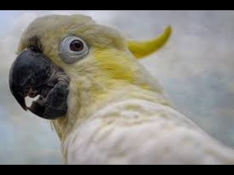 Видео: 🦜 АНАЛИЗИРУЮ ПРОИСХОДЯЩИЙ ИНЦИДЕНТ НА МОЁМ БАЛКОНЕ, Часть 3