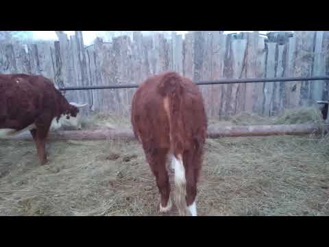 Видео: Покупка нетели, мясного направления,на что обратить внимание!