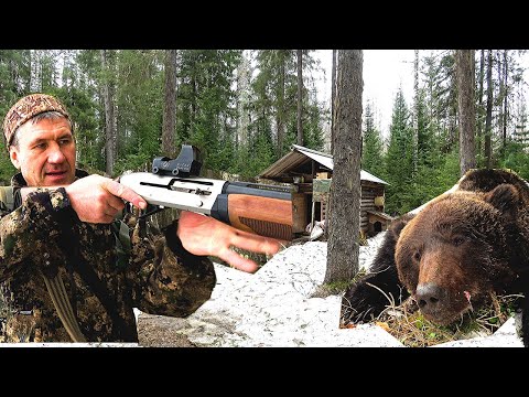 Видео: Медведь пришёл к избе. Охота на медведя.