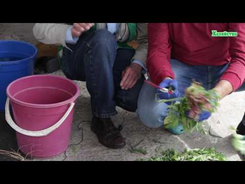 Видео: Лучшее органическое удобрение из крапивы - Делаем сами