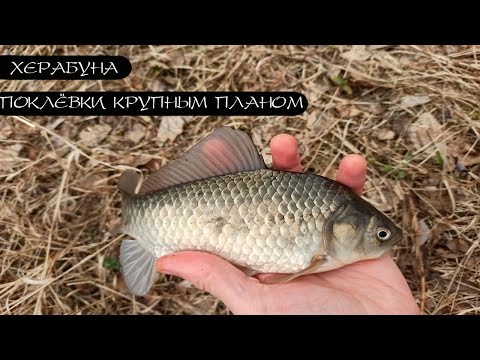 Видео: Карась на тесто. Херабуна.