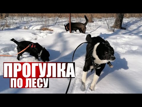 Видео: У лайки Берты растегнулась шлейка, могло случиться страшное😨 Выгул собак в лесу с маленьким гостем🔥