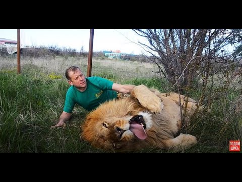 Видео: Лев снова обнимается в машинке с туристами ! Leo is hugging tourists in the car again !