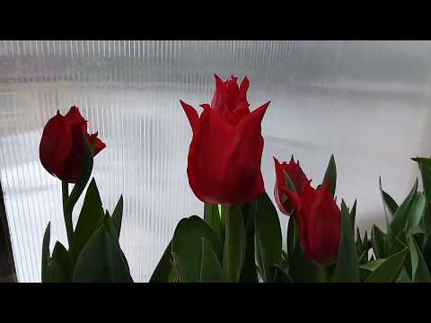 Видео: В каком грунте самые лучшие тюльпаны. Результаты эксперимента по выгонке тюльпанов для любителей.